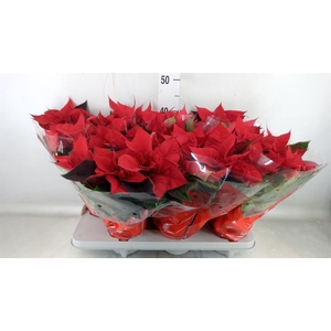 Euphorbia pulc. 'Christ Universe'