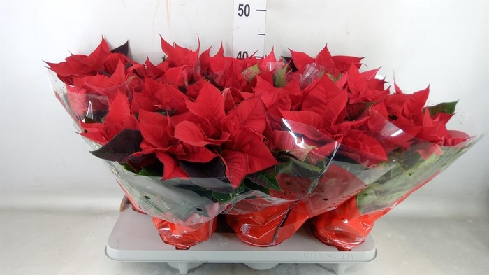 <h4>Euphorbia pulc. 'Christ Universe'</h4>