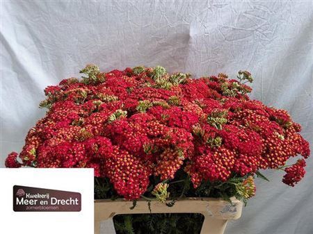 <h4>Achillea millef. 'Paprika'</h4>