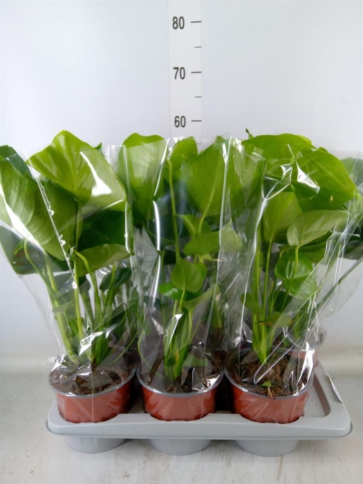 <h4>Monstera delic.</h4>