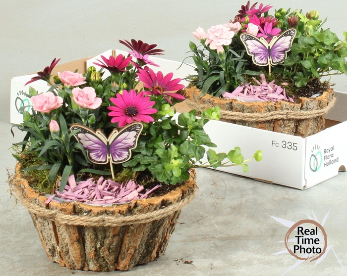 <h4>ARR TUINPLANTEN</h4>