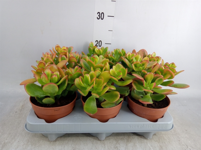 <h4>Crassula ovata 'Sunset'</h4>