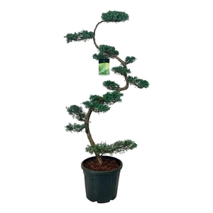 Juniperus virg. 'Grey Owl'