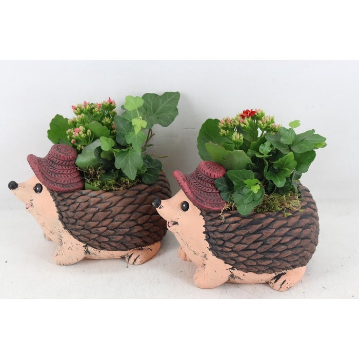 <h4>Arr2 Pl - Ker. Egel Met Hoed 401/3</h4>