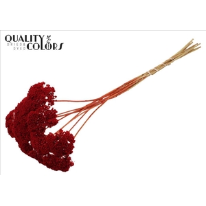 Dried achillea paint red