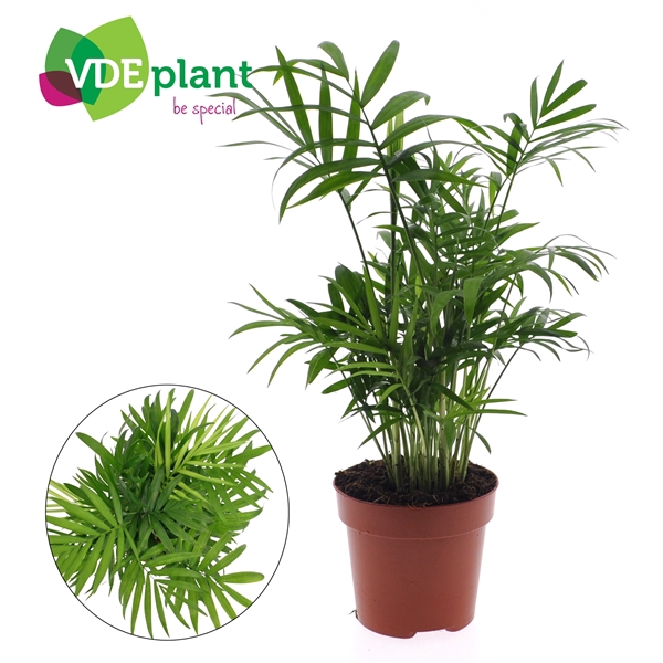 <h4>Chamaedorea elegans</h4>