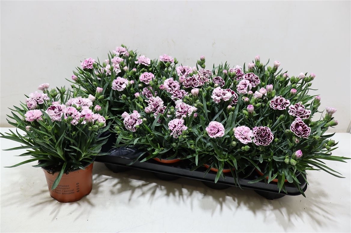 <h4>Dian Caryophyllus</h4>