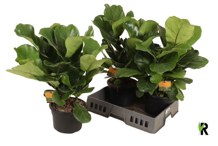 <h4>FICUS LYRATA</h4>