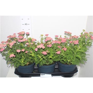 Achi Millefolium