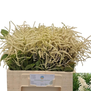 Aruncus Dioicus
