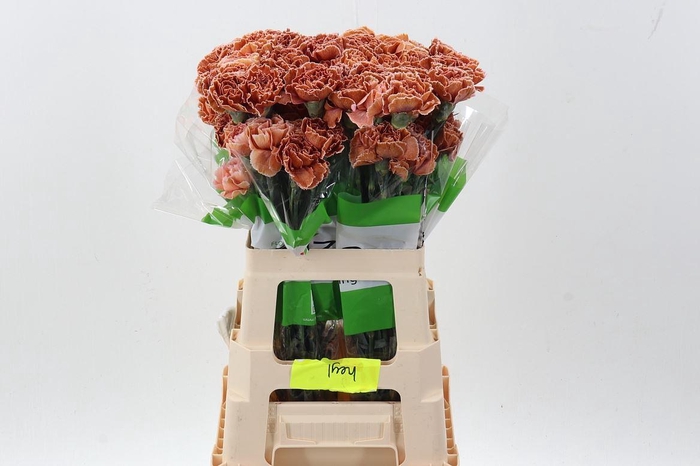 <h4>Di St Tinted Vintage</h4>