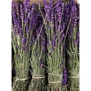 Lavandula Angust Bos