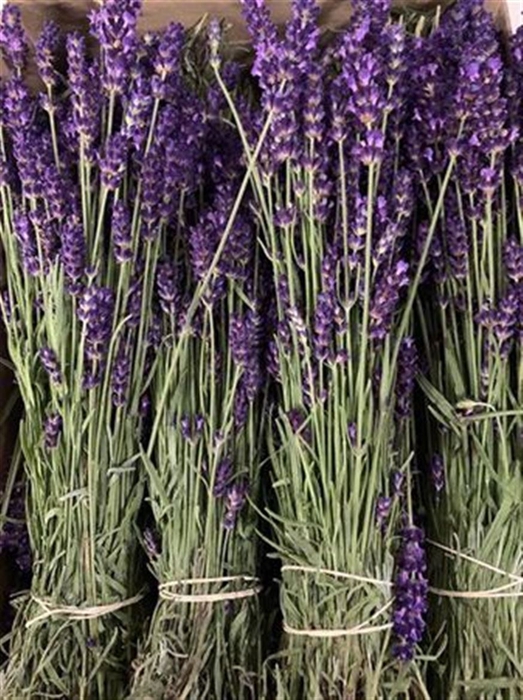 <h4>Lavandula Angust Bos</h4>