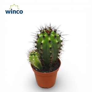 Stenocactus Thurberi