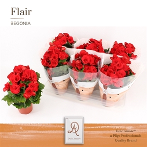 Begonia Baladin P14 Dolc'Amore® Flair