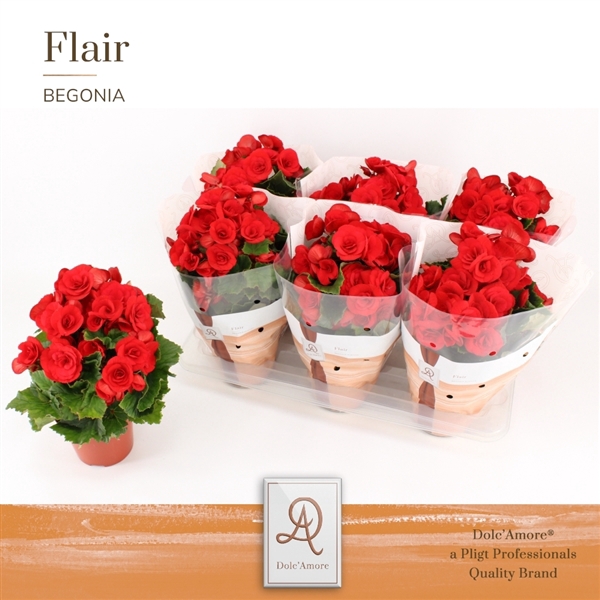 <h4>Begonia Baladin P14 Dolc'Amore® Flair</h4>