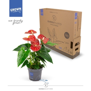 Anthurium - KARMA Red | 12cm | PLASTIC FREE