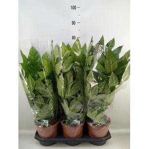 Fatsia japonica   ...