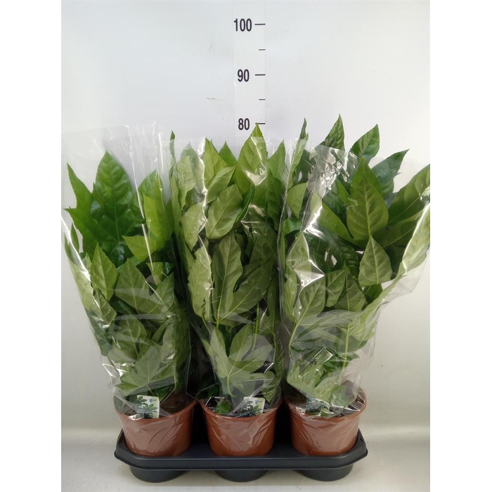 <h4>Fatsia japonica   ...</h4>