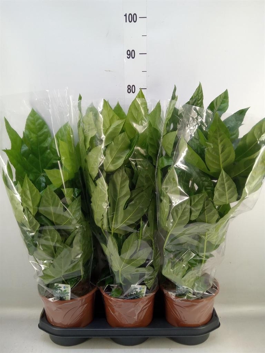 Fatsia japonica   ...