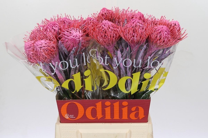 <h4>Nutans Painted Pink</h4>