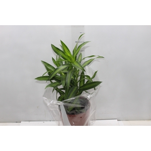 DRACENA VARIADA P17