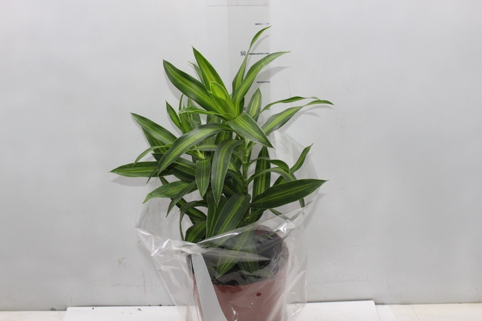 <h4>DRACENA VARIADA P17</h4>