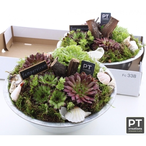 ARR SEMPERVIVUM