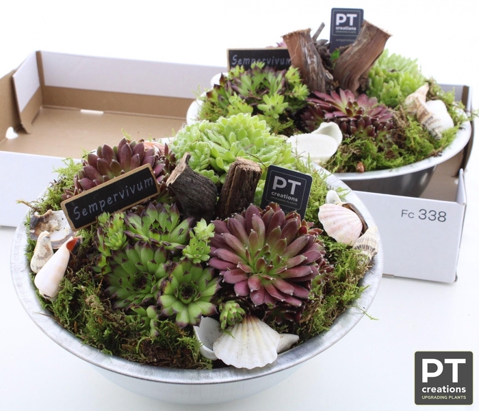 <h4>ARR SEMPERVIVUM</h4>