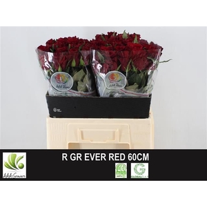 Rosa large ever red