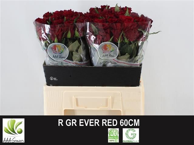 <h4>Rosa large ever red</h4>