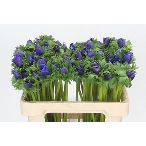 Anemone Mistral Plus Blue