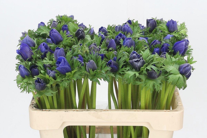 <h4>Anemone Mistral Plus Blue</h4>