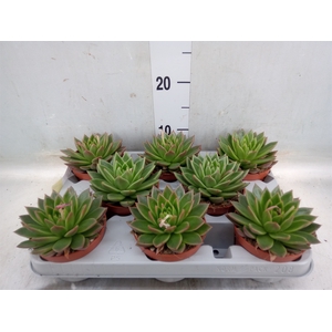 Echeveria agavoides