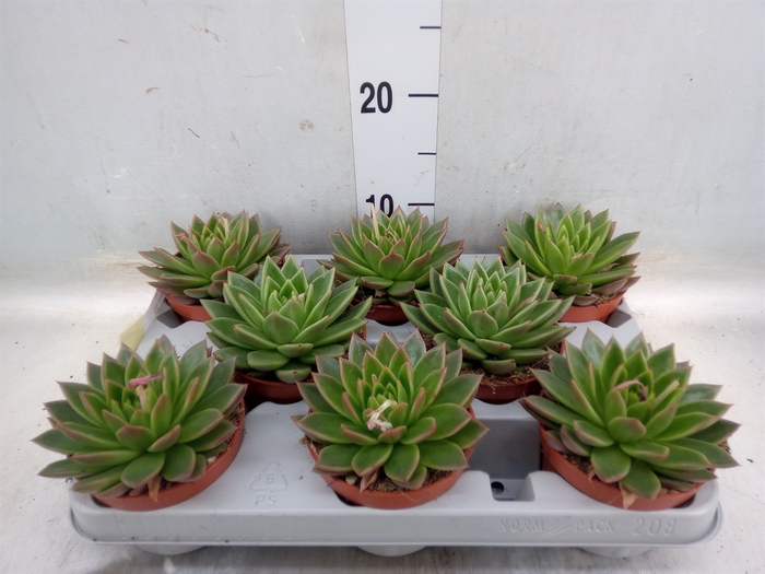 Echeveria agavoides