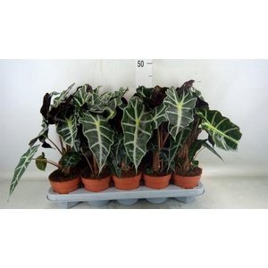 Alocasia amazonica 'Polly'