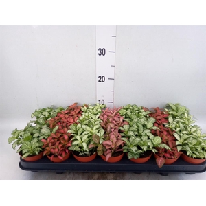 Fittonia   ...mix 7