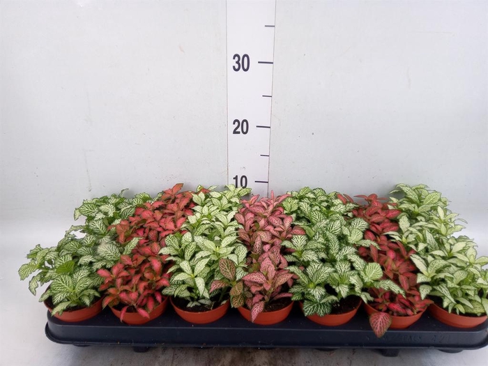 <h4>Fittonia ...mix 7</h4>