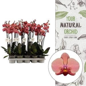 Your Natural Orchid | Orange | Phalaenopsis 2 spike