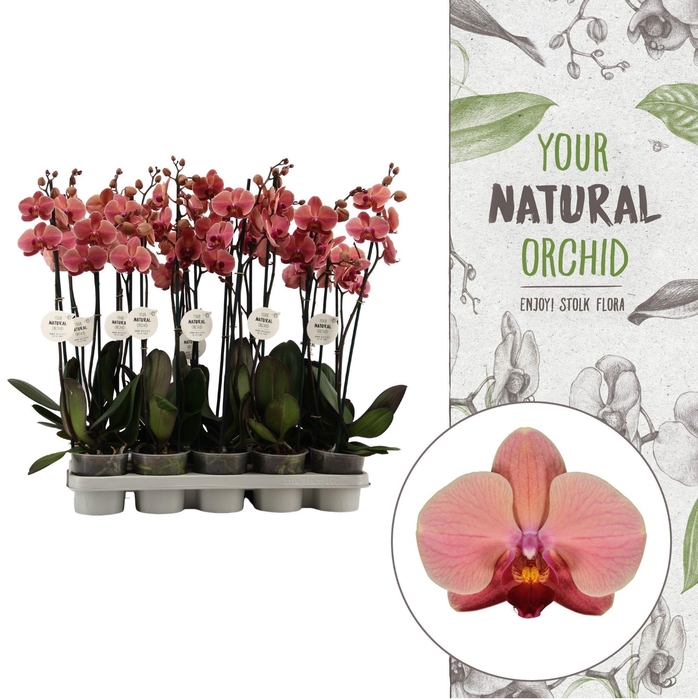 <h4>Your Natural Orchid | Orange | Phalaenopsis 2 spike</h4>