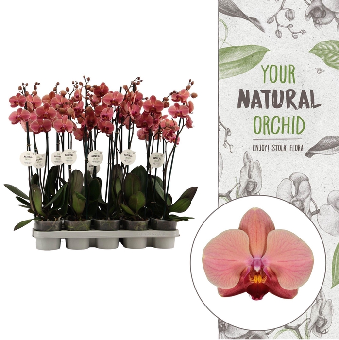 <h4>Your Natural Orchid | Orange | Phalaenopsis 2 spike</h4>