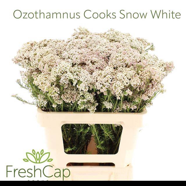 <h4>OZOTH COOKS SNOW WHI</h4>