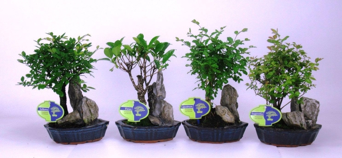 <h4>Bonsai mix, indoor, 16 cm., with rock, without drip tray</h4>