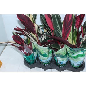 ALOCASIA NOBILIS P12