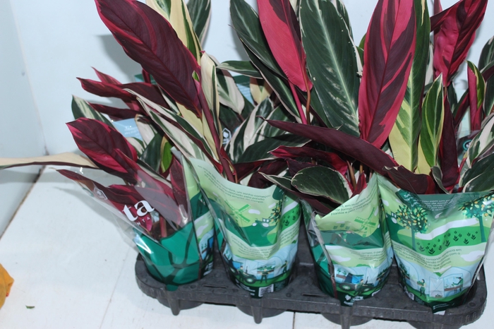 <h4>ALOCASIA NOBILIS P12</h4>