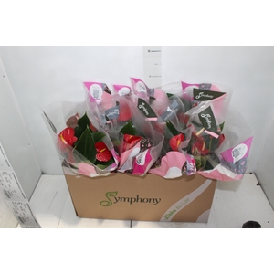 ANTHURIUM RED SUCCESS P15
