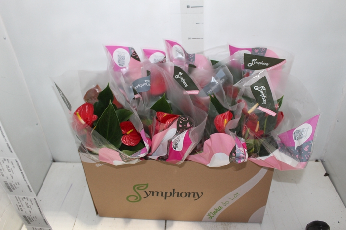 <h4>ANTHURIUM RED SUCCESS P15</h4>