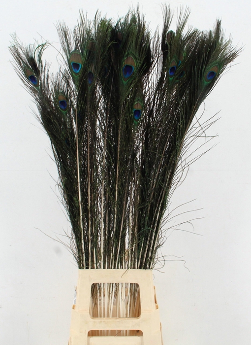 <h4>PAUWENVEREN H%</h4>