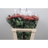 Chr G Bislet Red