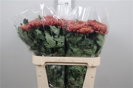 Chr G Bislet Red